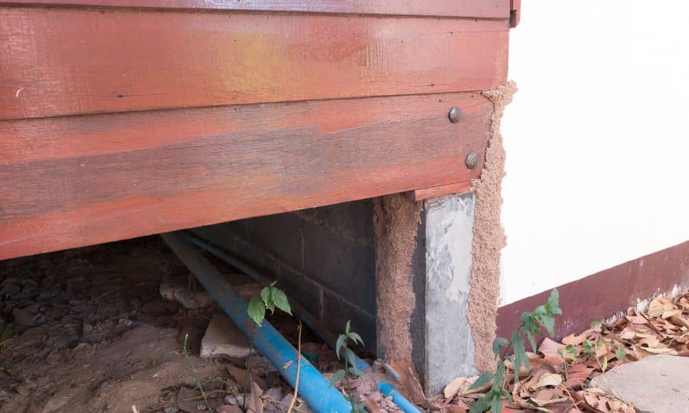 Termite mud tubes along a home’s exterior foundation contributing to higher home survey cost during property repairs